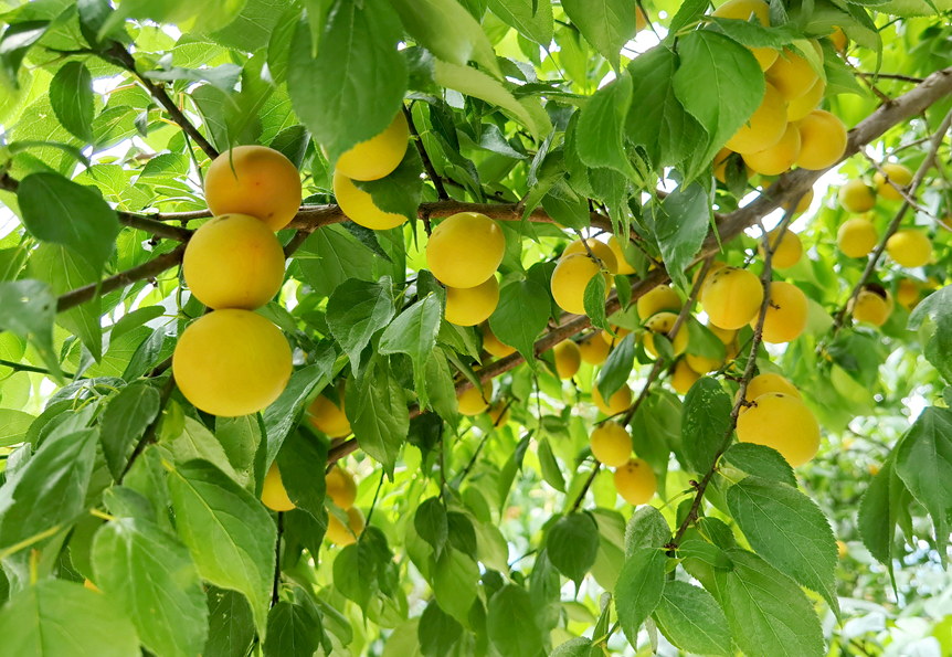 万亩果梅迎来丰收季