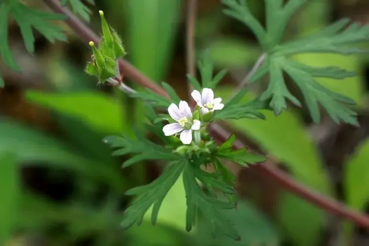 解毒很多植物的名字里都带有动物的名字,比如说,猫耳菊,牛舌菜,仙鹤草