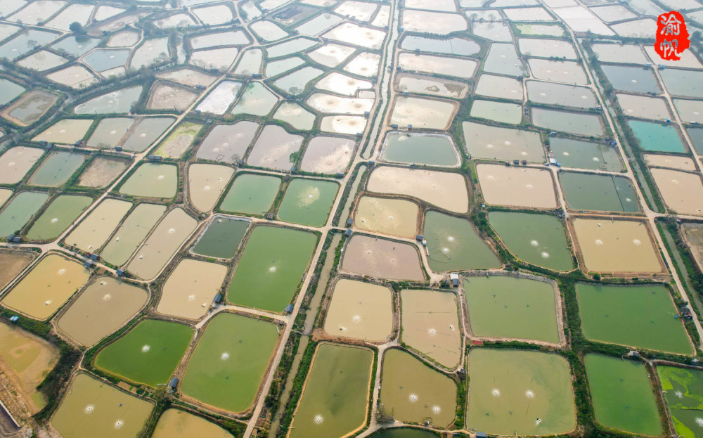 珠三角最好的桑基鱼塘被联合国誉为世间少有美景令人叹为观止