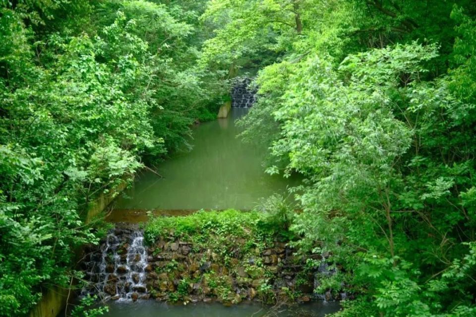 敬亭山的云海,茶园,竹林.初夏的绿意浓到化不开