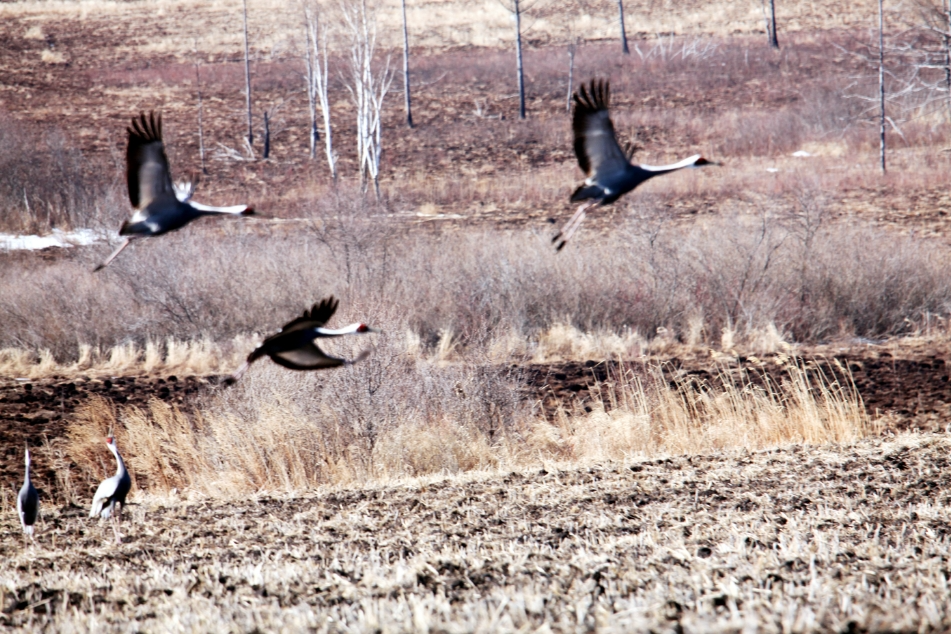 【生态立企】龙江森工林区:候鸟梯次归 尽显生态美