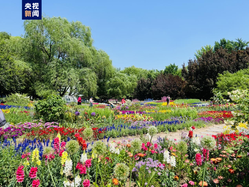 来这里拥抱花海 感受五月花开的"京"喜