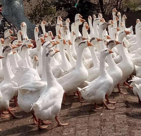 霍杂鹅的来源是一个杂交鹅品种,父系为霍尔多巴吉鹅,最初母系利用产蛋