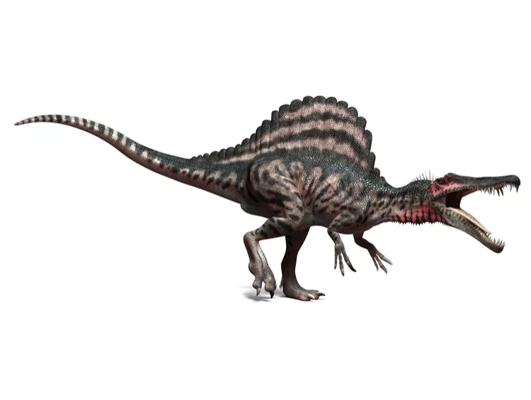 神奇的恐龙在哪里?化身恐龙法医按"石"索骥