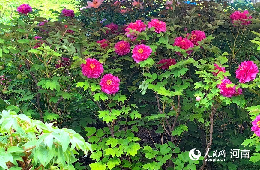 国色天香!河南洛阳牡丹花开