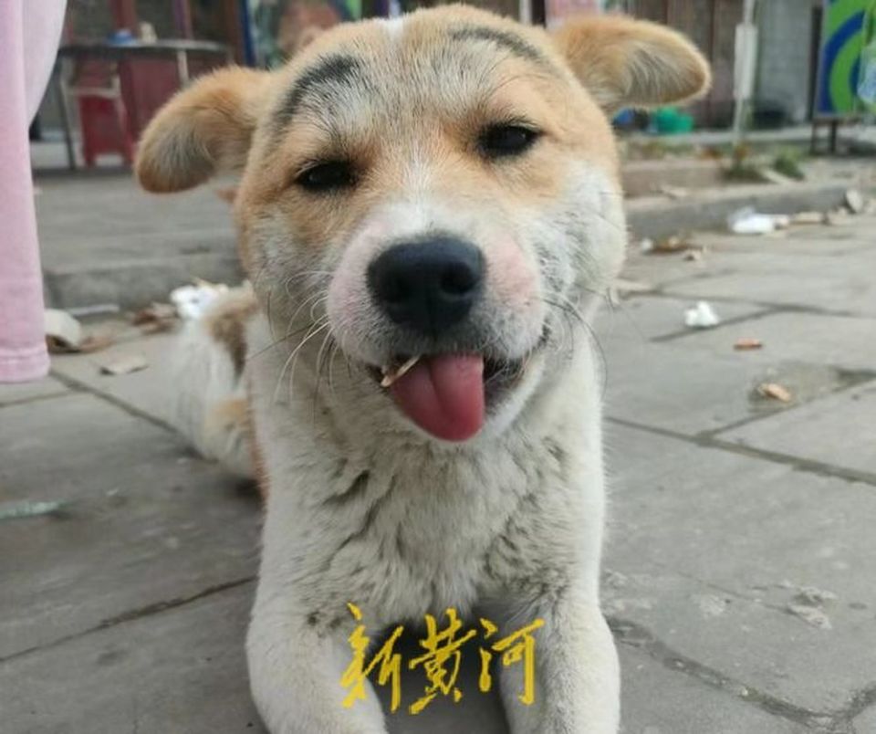 图片来自网络新黄河记者注意到,目前该流浪狗已被抖音博主"老疯杨"