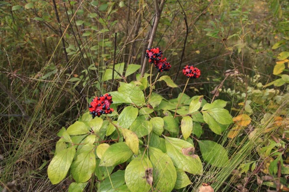 山上野生植物图片大全图片