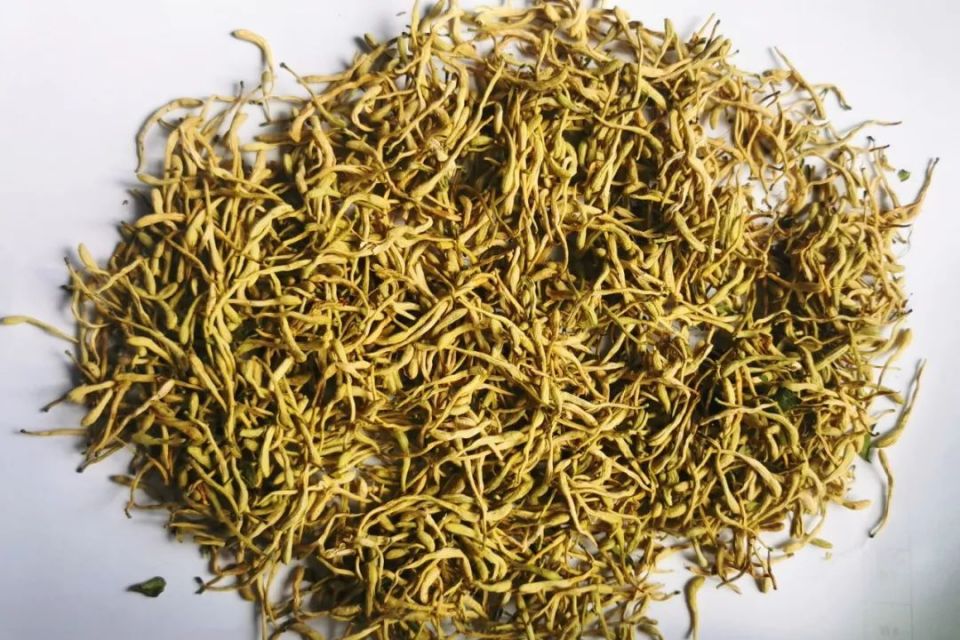 金银花中有"金银" !看姚庄村民喜摘"致富花"