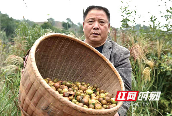 林下经济结出"金果" 今年长沙打造首批15个以上油茶示范基地