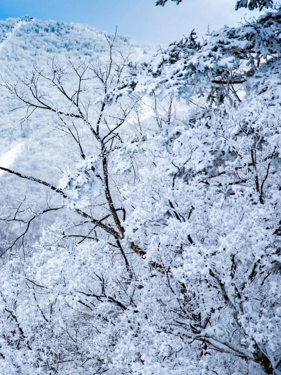 小雪晶莹悄然至雪季初临已始俏