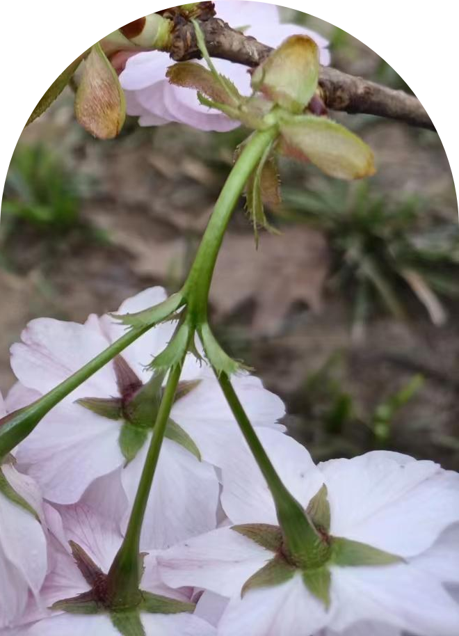 四月"樱"你而精彩,中山公园樱花科普和赏樱预告来啦