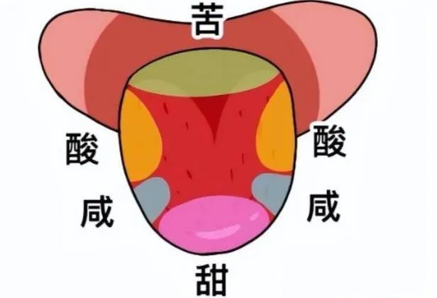 “舌尖尝甜，舌根尝苦”？你以为的舌头“味觉地图”，其实是假的_腾讯新闻
