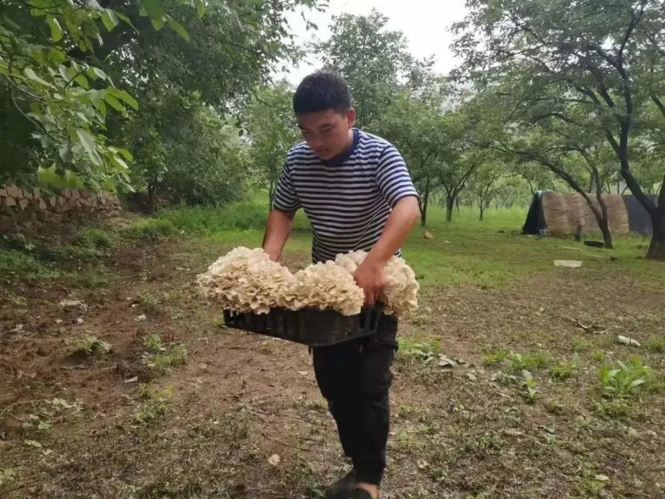 供不应求！昌平栗蘑进入采收季，还有多种吃法解锁——_腾讯新闻
