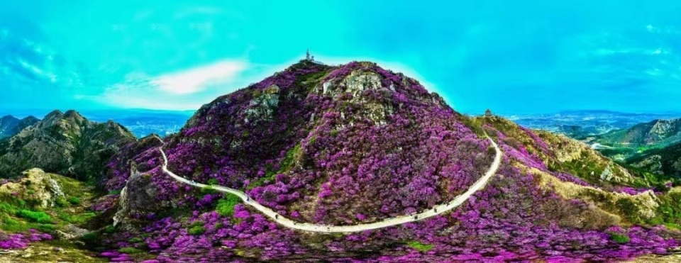 2024大黑山杜鹃花海季启幕