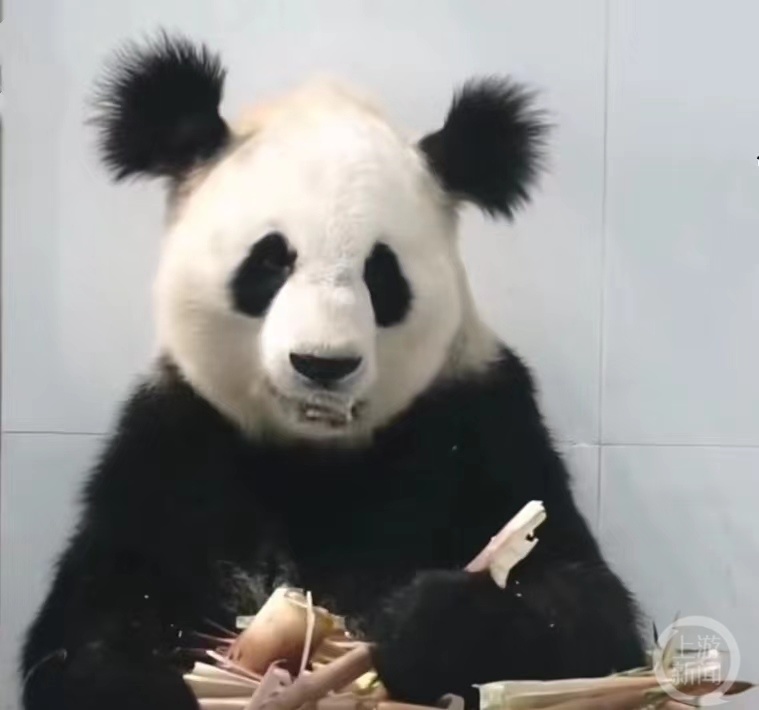 网传8岁大熊猫“小丫”因尿毒症去世，陕西省林业局称属实正宗木须肉怎么做好吃2023已更新(今日/哔哩哔哩)正宗木须肉怎么做好吃
