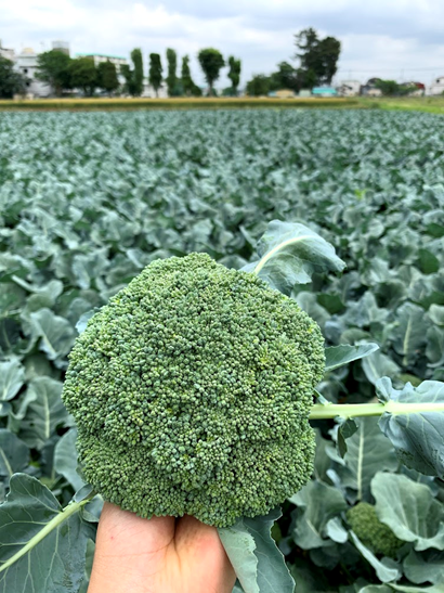 当人工智能给西兰花"录脸"算出最佳收割期,智慧农业时代还远吗