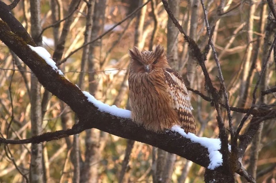 红隼(雄),红隼(雌),自带"假眼"的领鸺鹠,黄腿渔鸮6,鸣禽鸣禽包含了