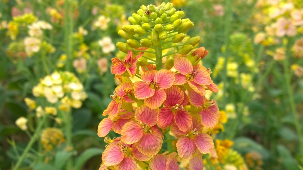 从卖油籽到卖风景 70种色彩油菜花铺就致富新路