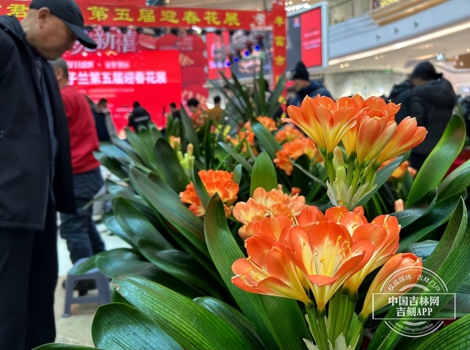 长春君子兰第五届迎春花展在吾悦广场启幕
