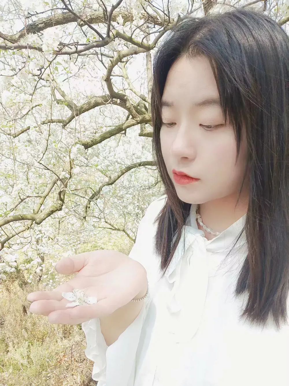 云南省红河州个旧市加级寨村万亩梨花开满园妙曼女子呼朋引伴踏青赏花