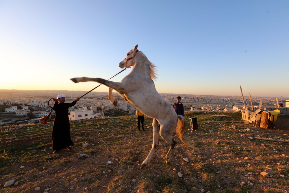 在约旦首都安曼郊区,一名16岁的贝都因少年训练他的阿拉伯马