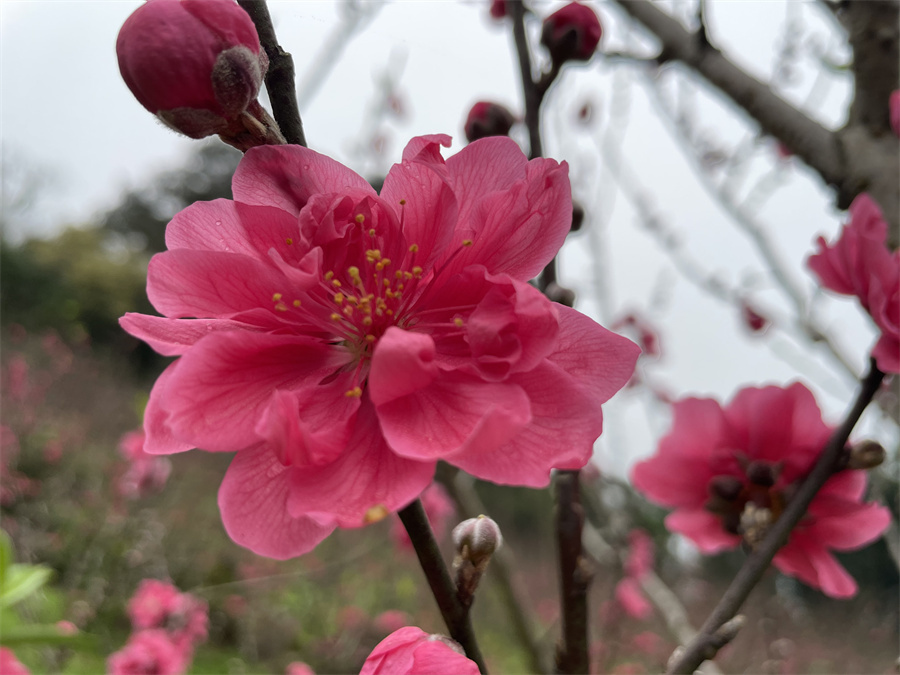 青秀山桃花图片