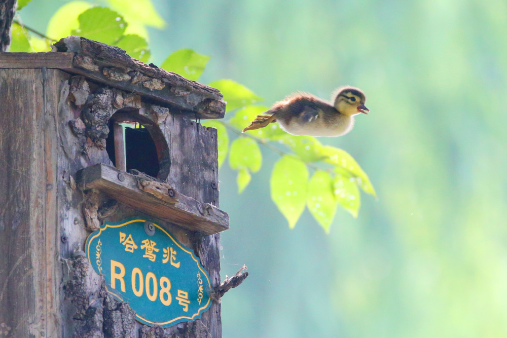 白天会有几十只鸳鸯留在湖里,游客和市民来的时候可以欣赏到它们