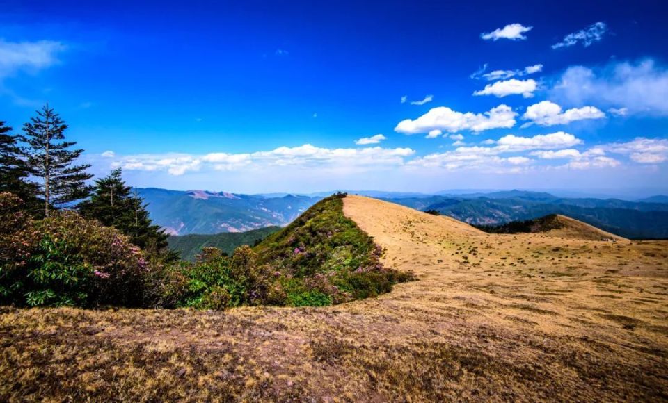 走进大姚小百草岭,赏多彩梦幻的杜鹃花海_腾讯新闻