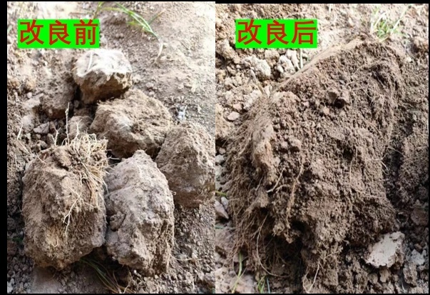 目前,内蒙古师范大学盐碱地改良团队的定制化综合整治方案已经推广至