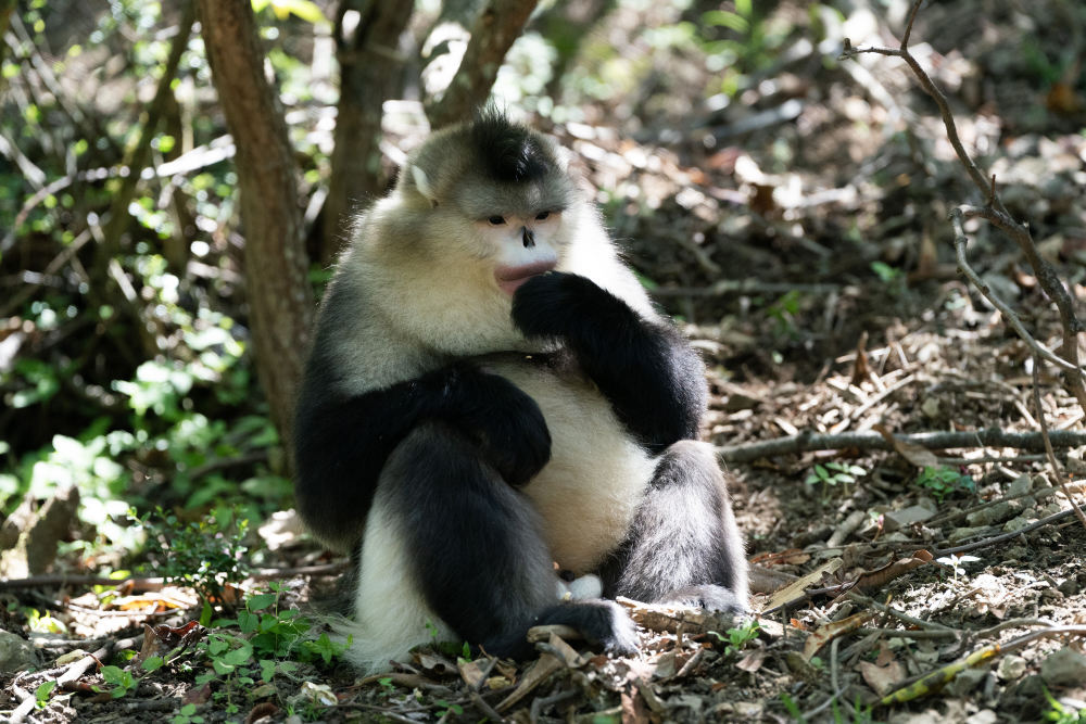 一只滇金丝猴在枝头发出叫声