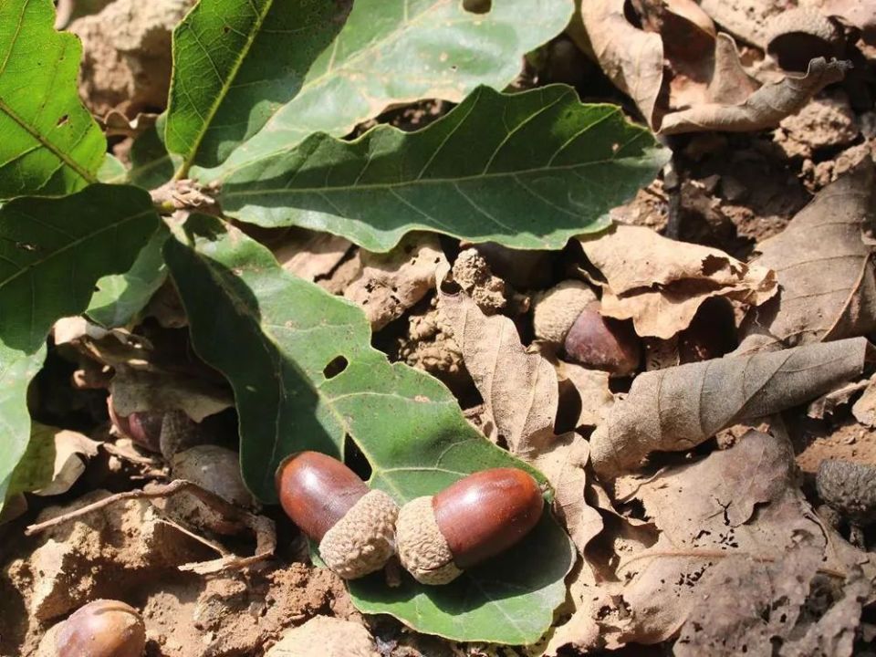 这野果俗称"青冈子",曾是人类主食之一,做成豆腐很美味,如今却无人