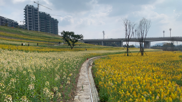 乐山高新区彩色油菜花海等你去打卡_腾讯新闻