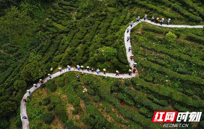 春日来信临湘白石茶园春茶相邀等君来