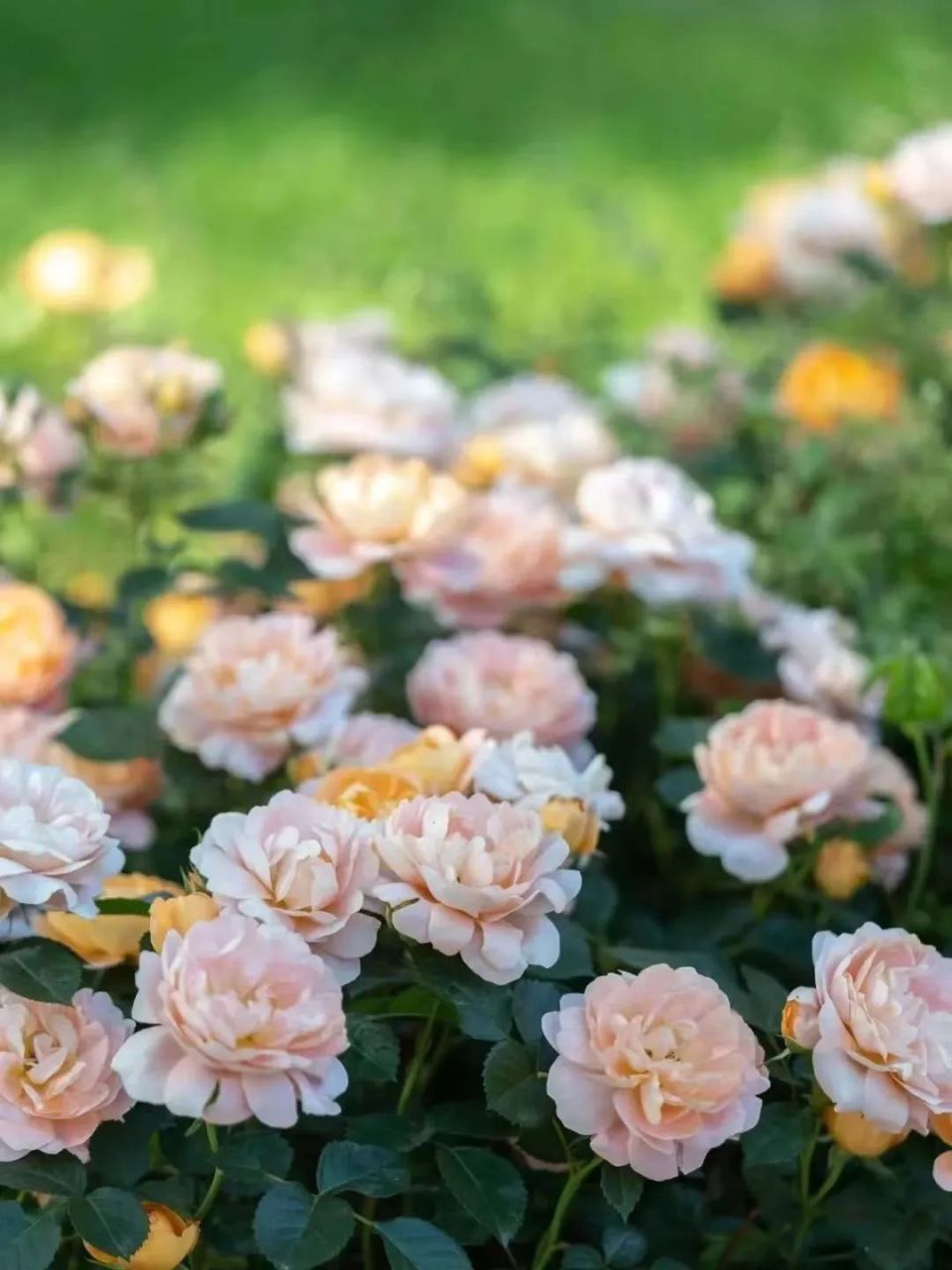 壁纸 花 桌面 960_1280 竖版 竖屏 手机