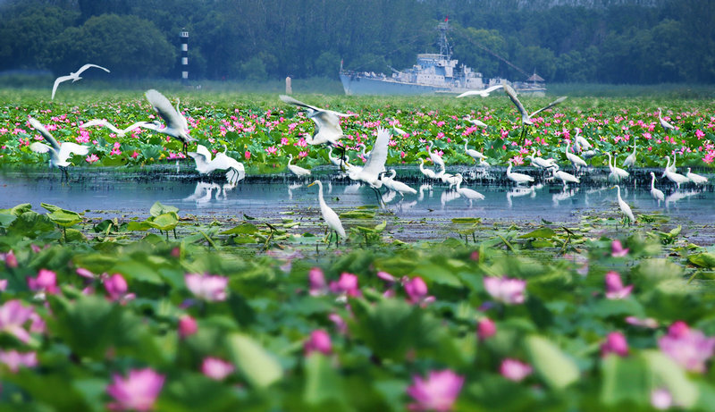 微山湿地公园图片图片