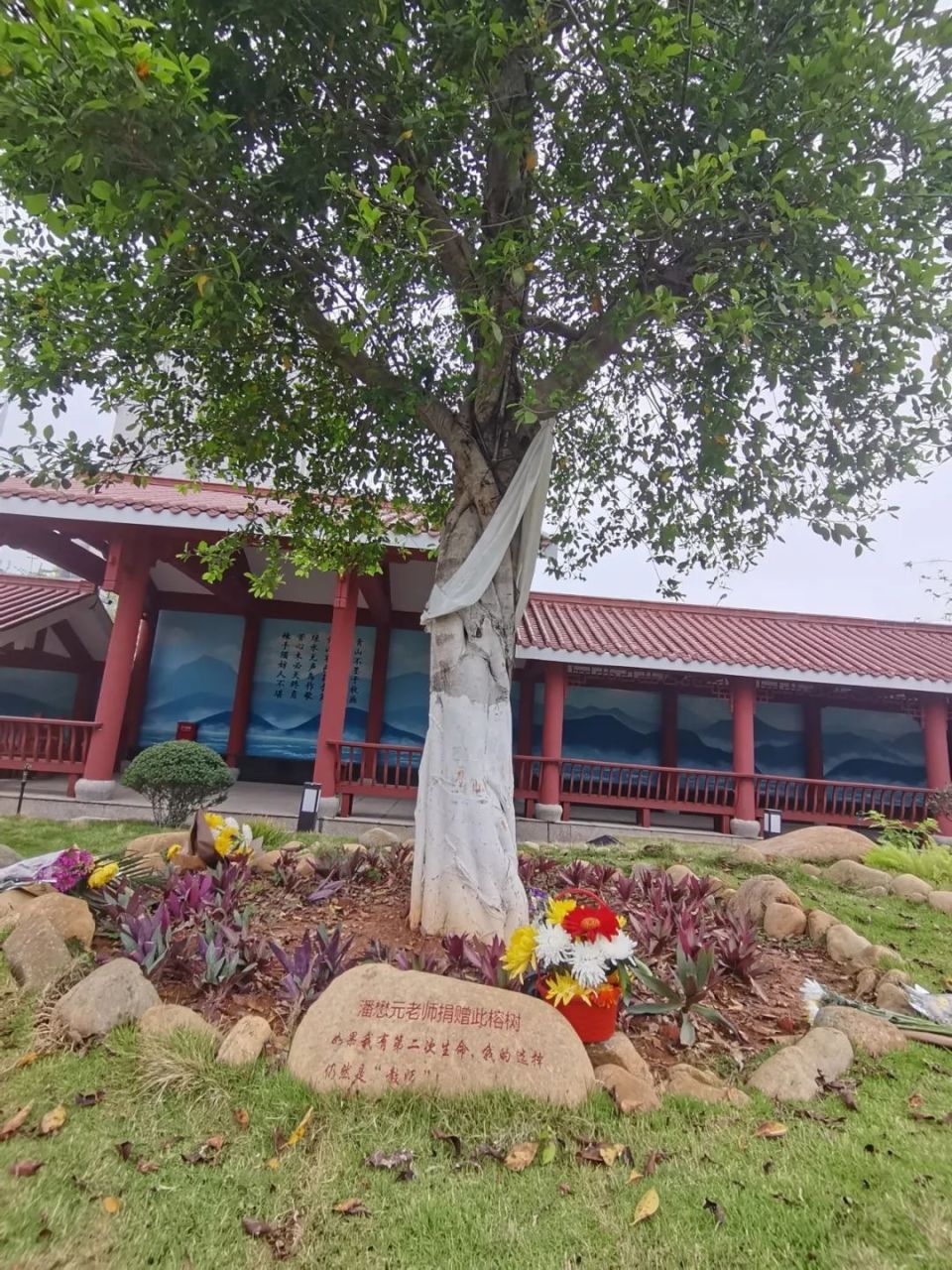 他是厦门树葬第一人!生前捐赠一棵树,如今与树为伴