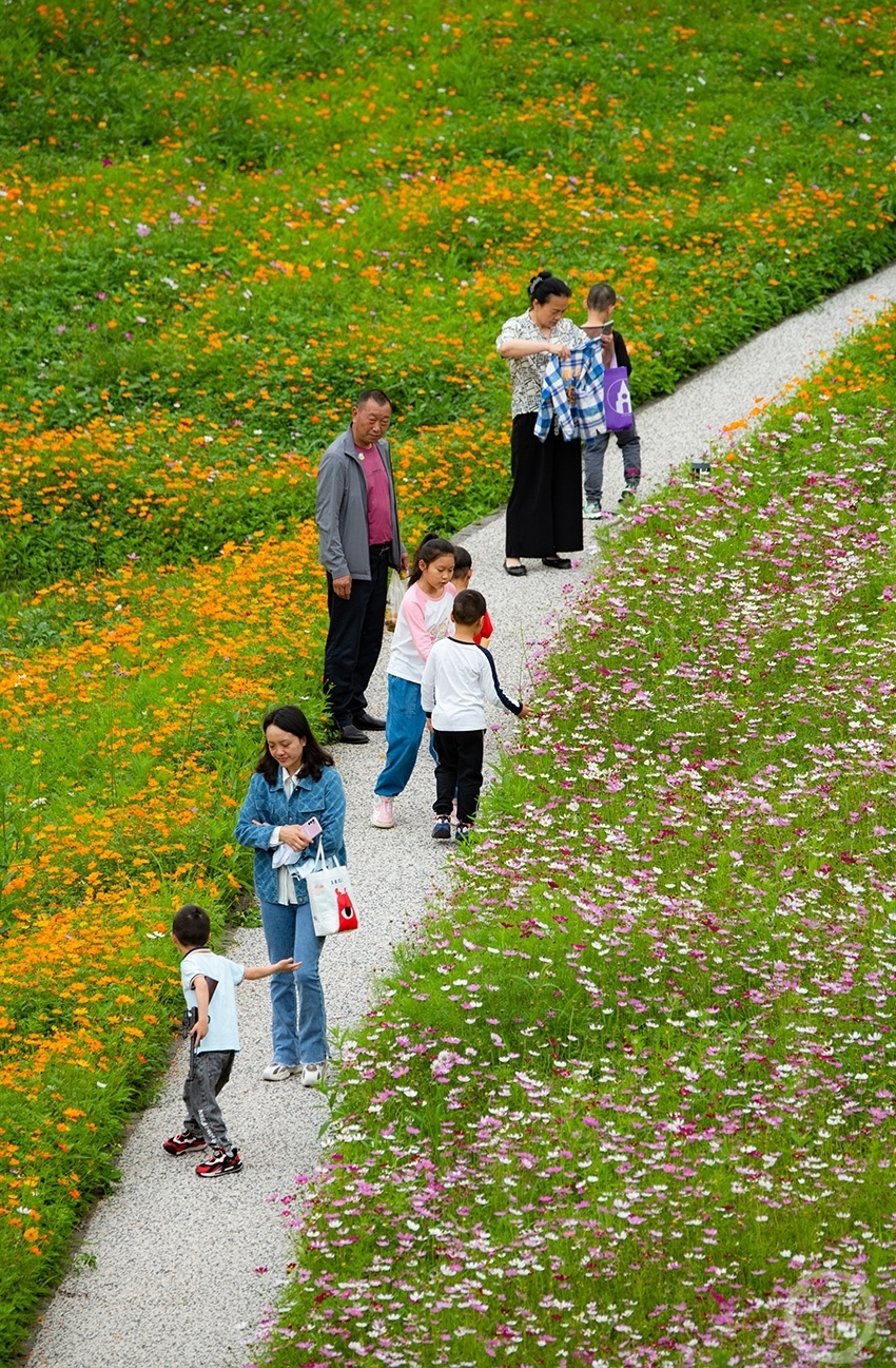 溉澜溪体育公园:溪谷"花海"正灿烂_腾讯新闻