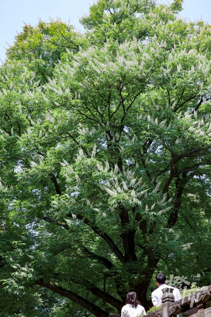 杭州灵隐寺600多岁七叶树开花了!花形像"宝塔",你见过吗?