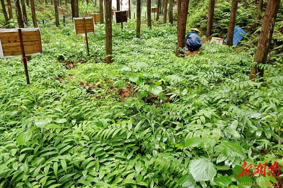 安化冷市镇:"小叶子"书写"大文章" 农文旅点亮"共富"梦