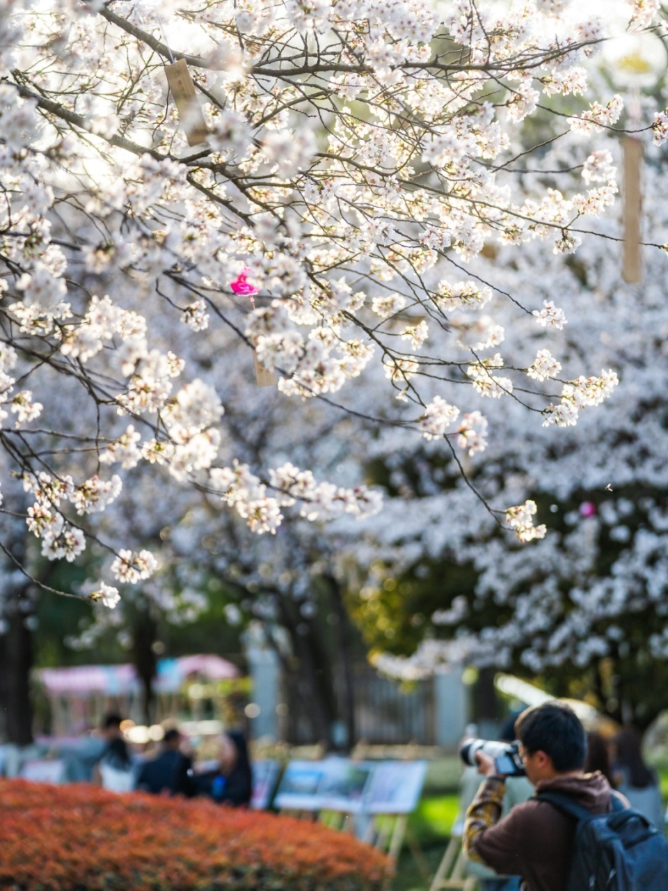 打卡"老汉口 新江岸",赏葳蕤春华,享锦鲤好运!_腾讯新闻
