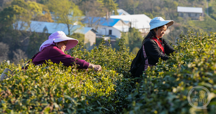 抢采“明前茶”