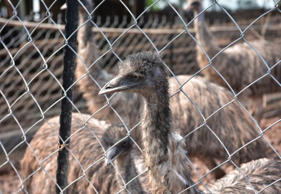 泸县:百余只鸸鹋年收益12万余元,特色养殖有"钱"景