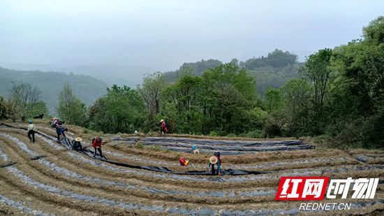 永定区王家坪镇伞家湾村:村集体经济让农户"受益匪浅"_腾讯新闻