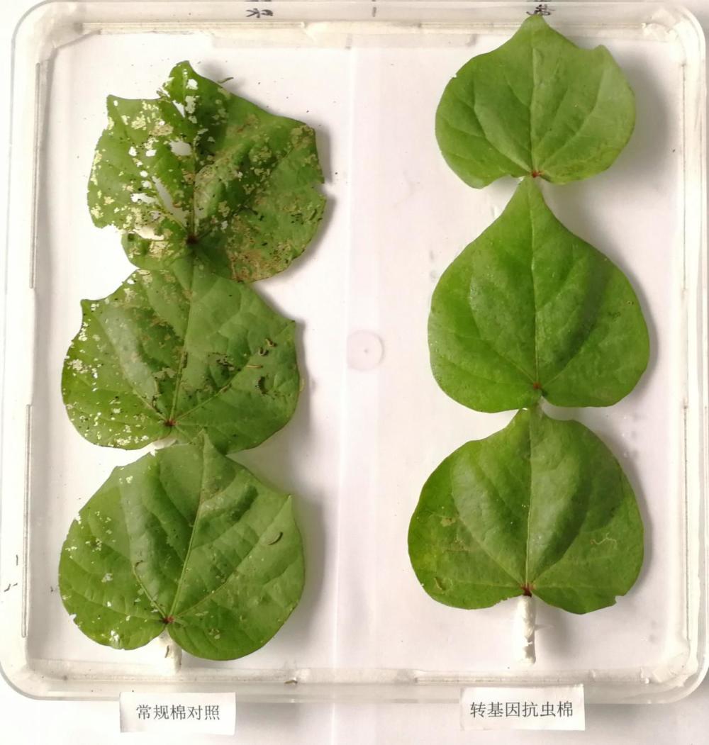 棉铃虫最后的晚餐_腾讯新闻