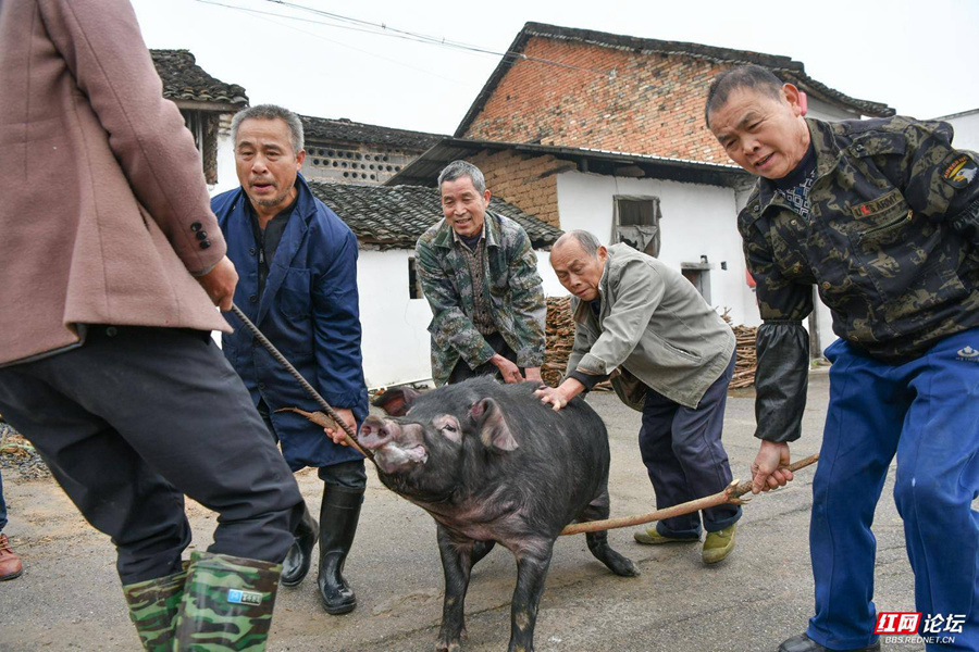 散文丨劉宗林:殺年豬_騰訊新聞