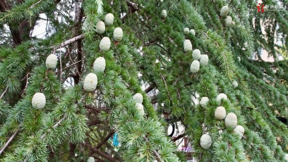 武汉三棵雪松结出鹅蛋大小果子