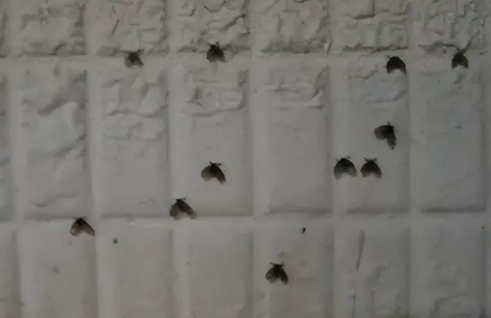 看像苍蝇,近看像小飞蛾经常冒出一种小黑虫在卫生间里你是否会注意到