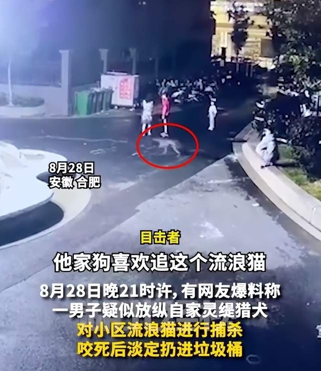 男子疑放纵自家猎犬咬死流浪猫，“我家狗喜欢追猫”，物业回应：将上门沟通，不听劝会报警_腾讯新闻