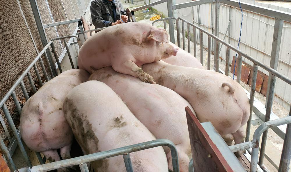 猪价大面积“破7” 养殖户感叹：现在卖猪要吃“速效救心丸”