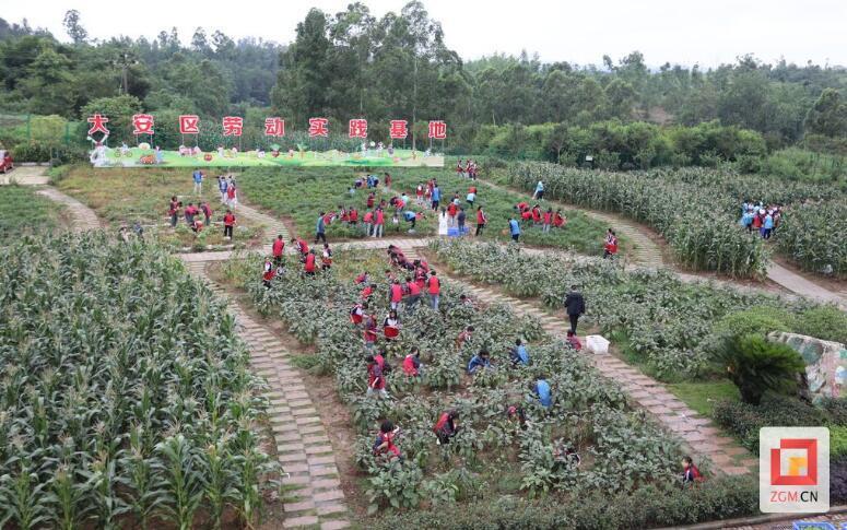 "6月4日上午,大安区回龙镇中心校初中年级的学生走进劳动实践基地"耕